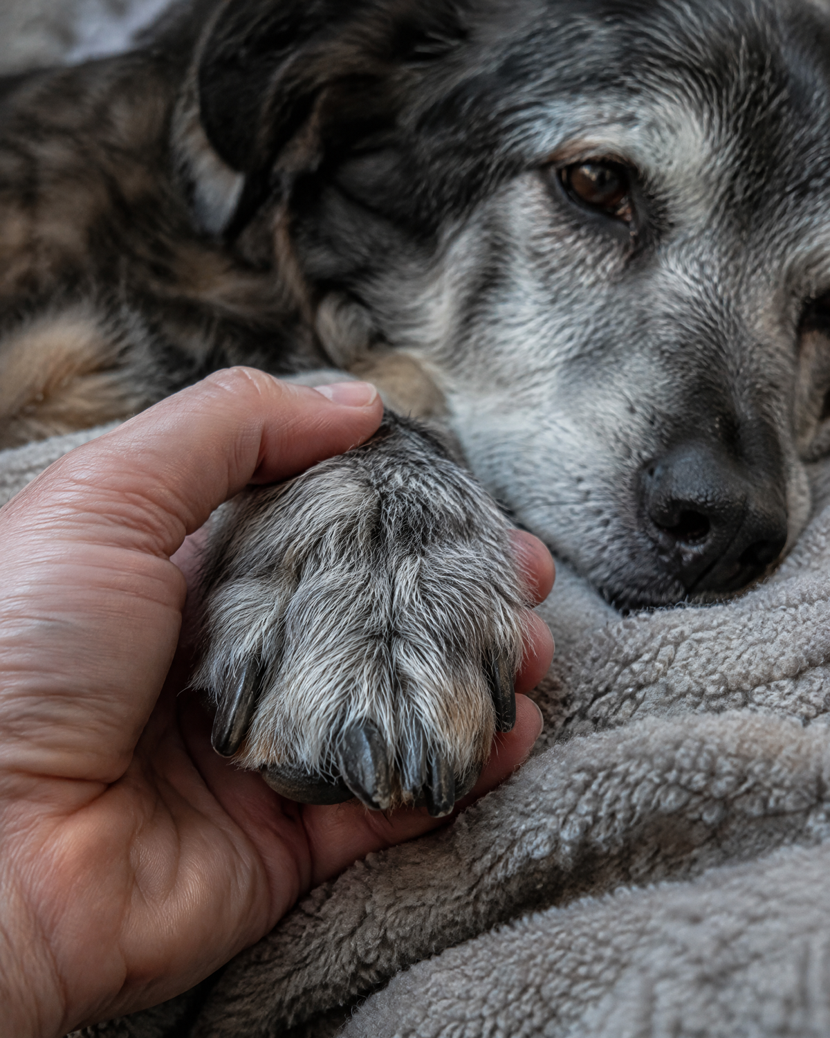 Hand holding the paw of an old dog